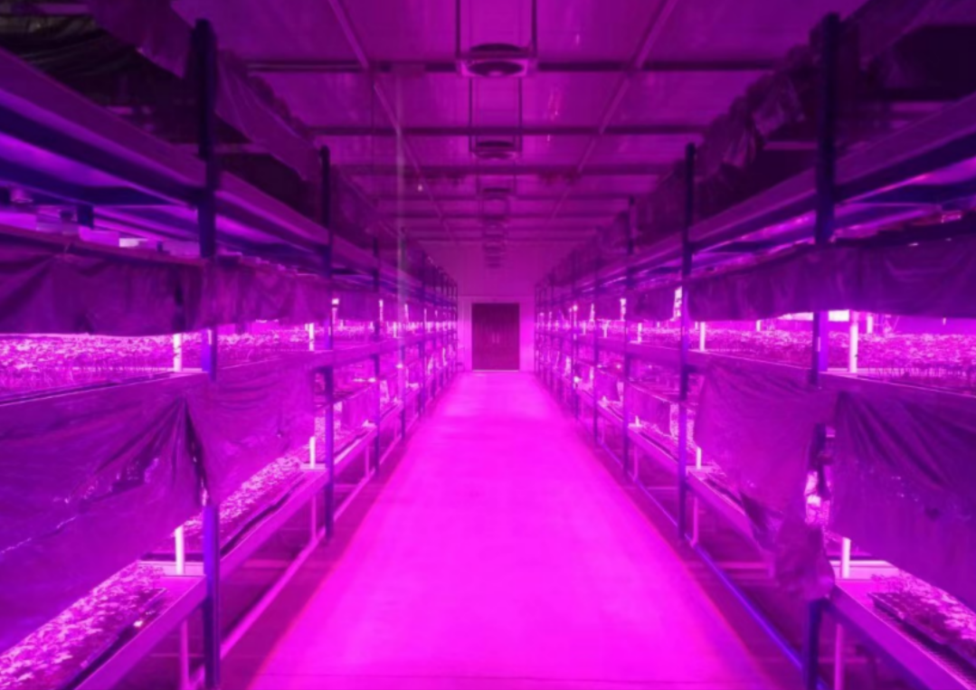 Digital full artificiellt ljus LED plantor fabrik