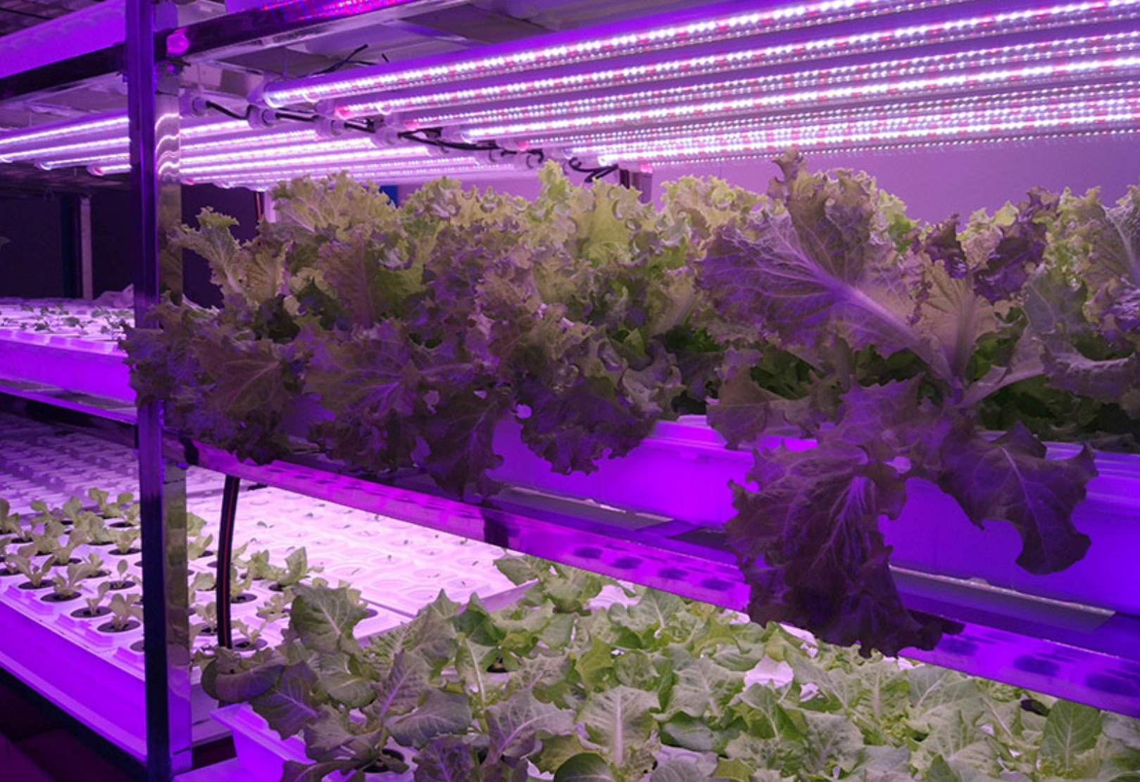 Planttillväxt lätta tillämpningar
